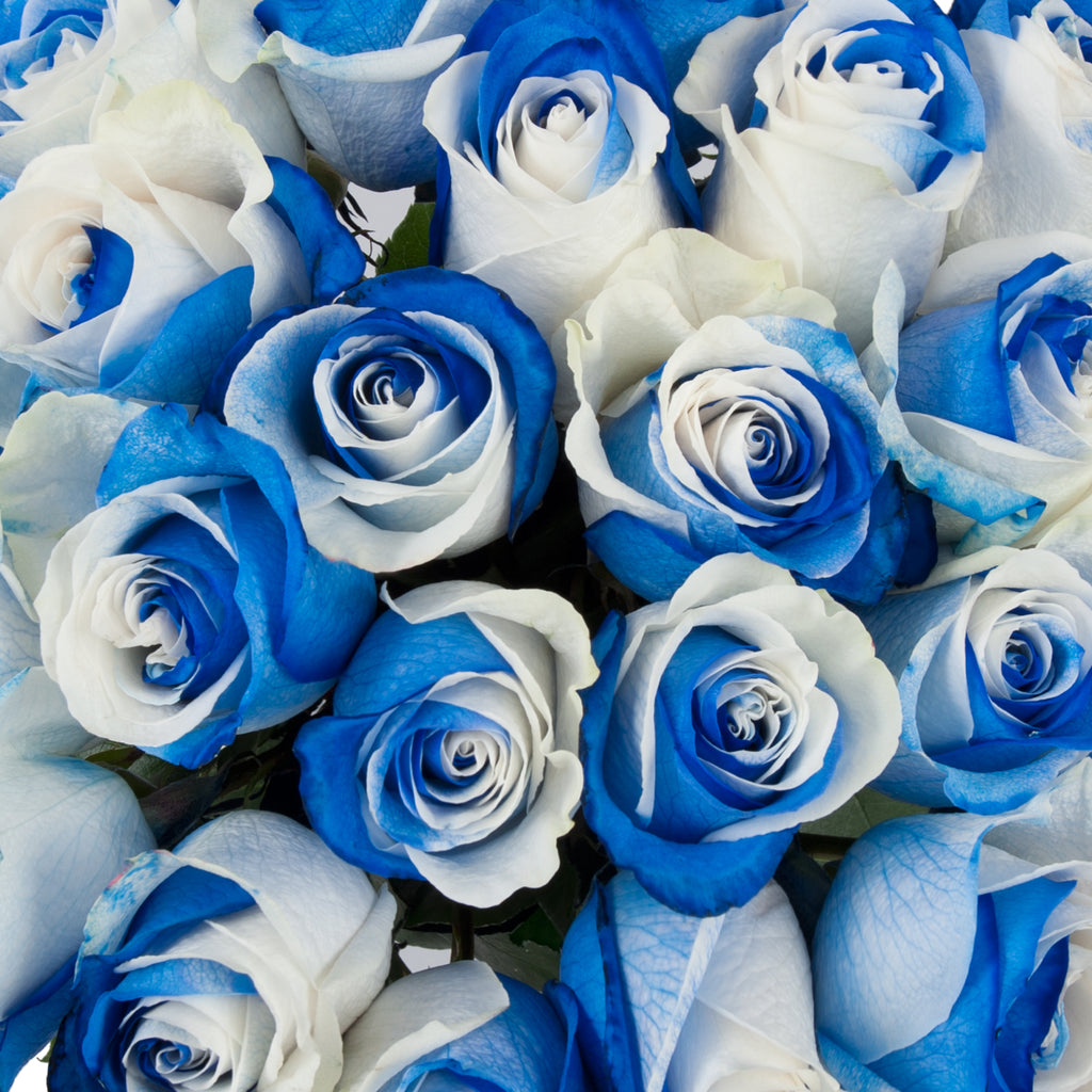 Blue \u0026 White Bicolor Tinted Roses 