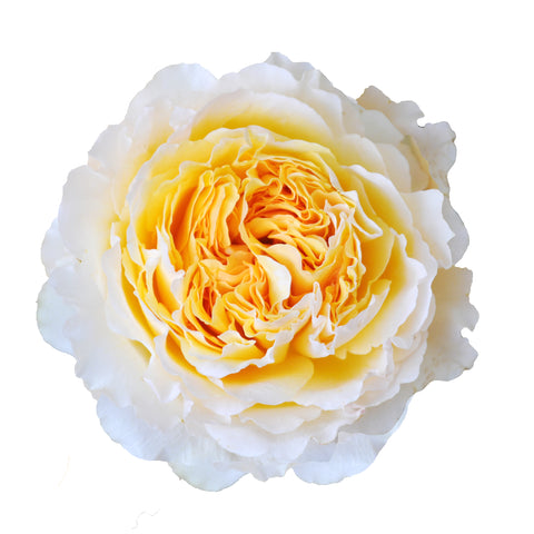 Yellow & White Roses | Premium Wholesale Flowers | Free Shipping ...