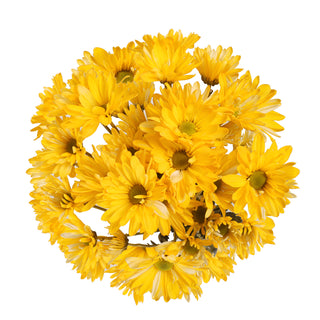 Yellow Button Pompons Flower buy bulk flowers- JR Roses