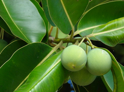 ic:Tamanu oil has been been used on scrapes, cuts and scars for centuries. Not only does it relieve sharp pain, it's antimicrobial and helps healthy skin regeneration.