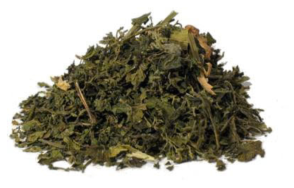 stinging-nettle-leaf-tea-pregnancy