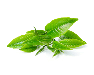 green tea skin stretch marks