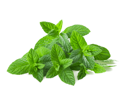 spearmint to help nausea