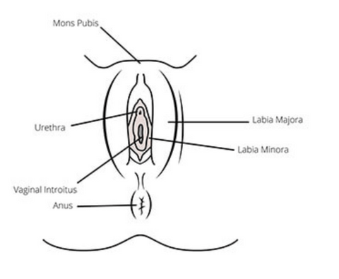 ic: vaginal swelling during pregnancy