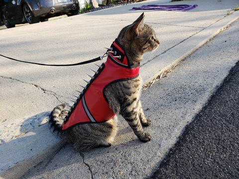 SpikeVest for Cats – CoyoteVest