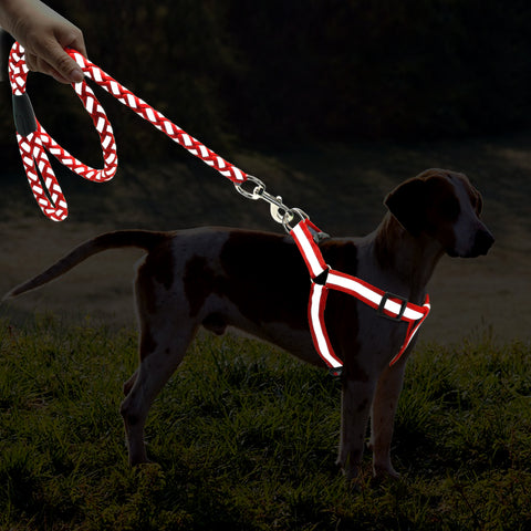 matching harness and leash