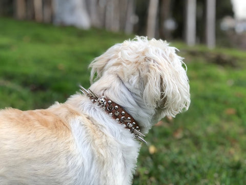goldendoodle collar size