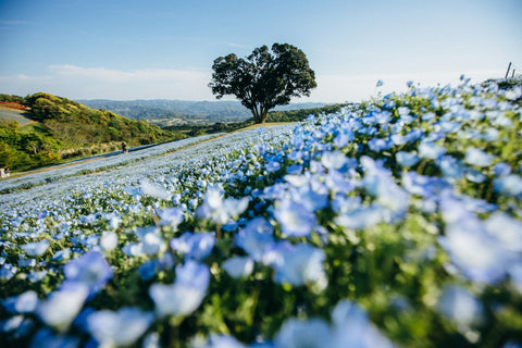 What Clothing is Linen? Flax field to make Linen Clothes.