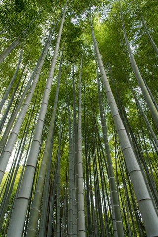 Bamboo forest. Is Bamboo good for Clothing?