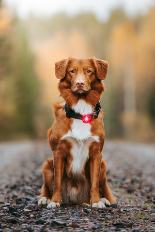 orbiloc hundelygte - lygte hund 