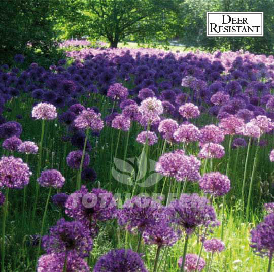 Allium Purple Sensation flower bulbs (landscape design