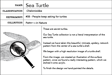 Sea Turtle Information Card