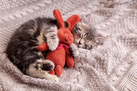 animals-have-dreams-sleeping-kitten-cat-kitty-family-bed-pets-furry-friend-REM-sleep-cycles-Jonesboro-AR