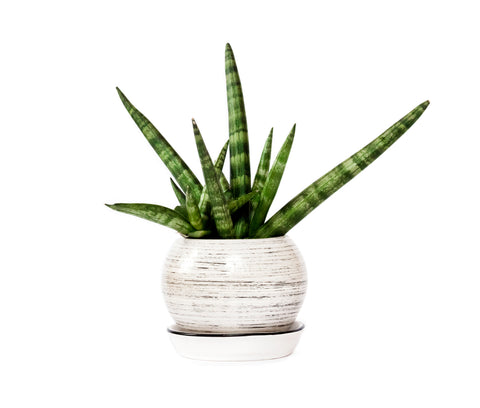 Sansevieria-Trifasciata-African-spear-plant-peace-lilies-indoor-plants-hanging-plant-health-benefits-sleep-apnea-bedside-table-heart-rate-interior-design-new-mattress-sale-Texarkana-TX-AR