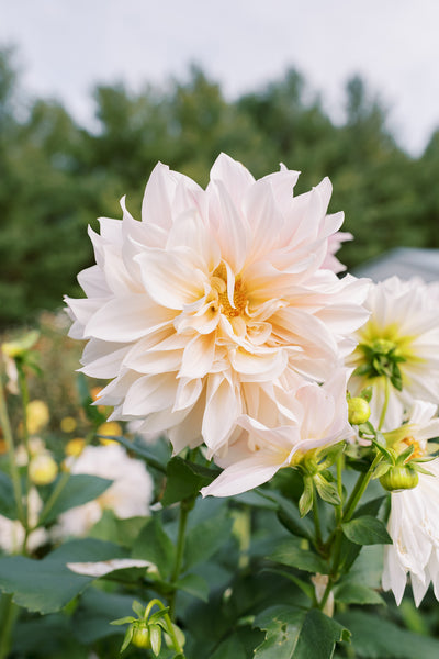 Field Notes Flower Farm dahlias cafe au lait