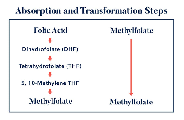 Absorption and Transformation Steps between Folic Acid and Methylfolate chart.