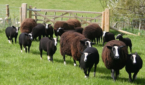 Zwartbles Sheep