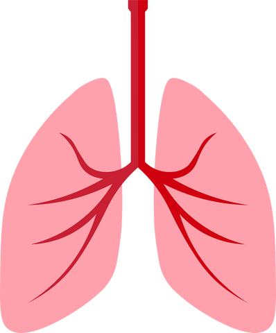 respiratory system breathing
