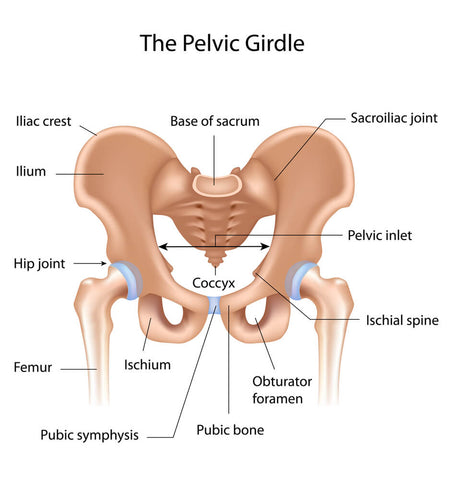 coccyx bone