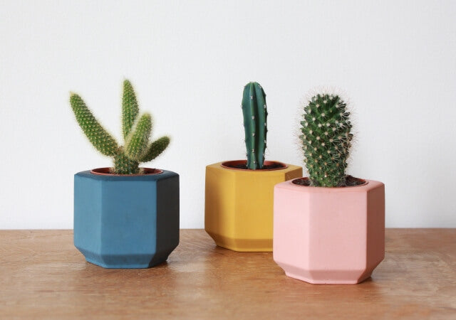 Quirky Home Accessories And Gifts Mint May