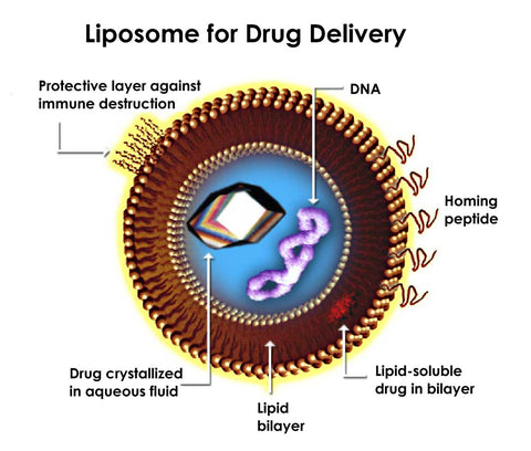 Cyclozome Delivery