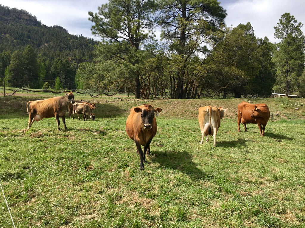Jersey cows at James Ranch