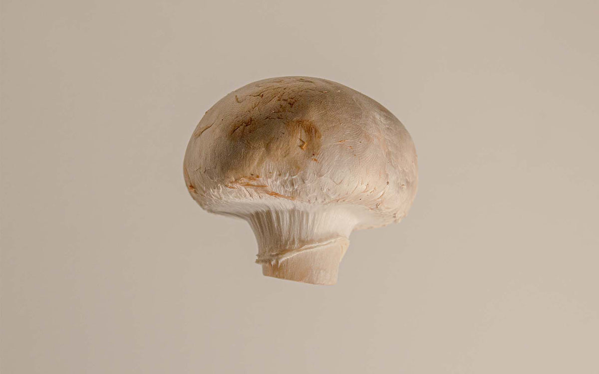 Close up of a mushroom on a tan background