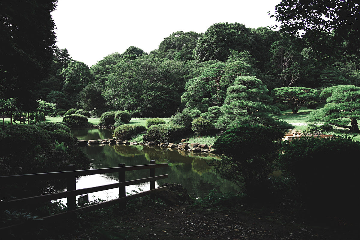 Japanese garden with path winding beside a pond