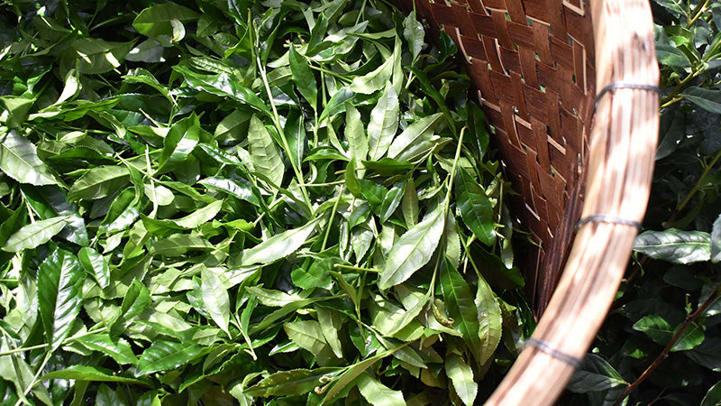 Close up of woven basket with tea leaves inside