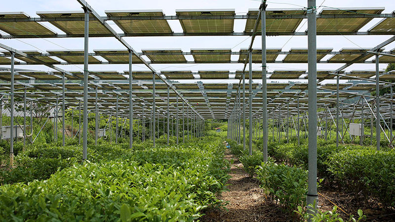 Tea farm in Shizuoka, Japan with solar panels overhead of tea plants