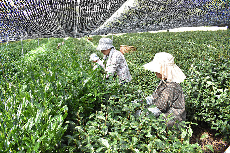 Japanese farmers hand-picking tea leaves during matcha harvest season