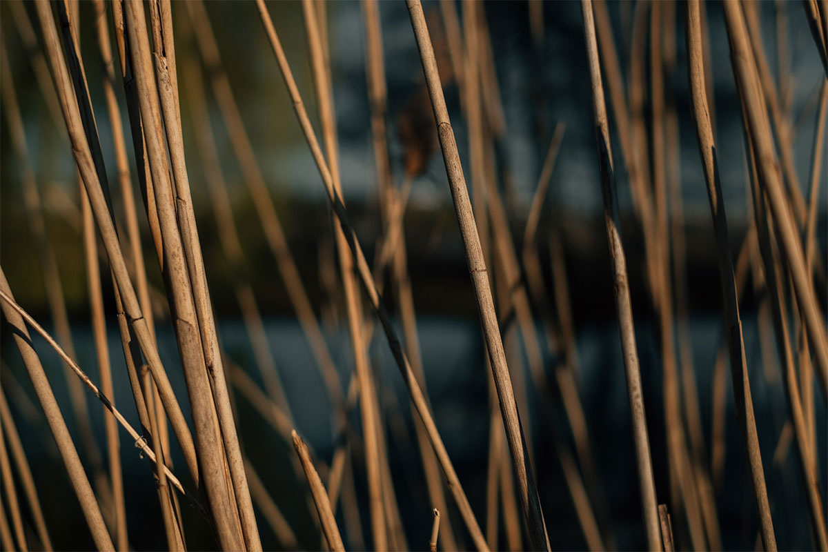 Reeds in a marsh