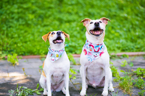 Black Friday Gifts- Christmas Dog Bandanas