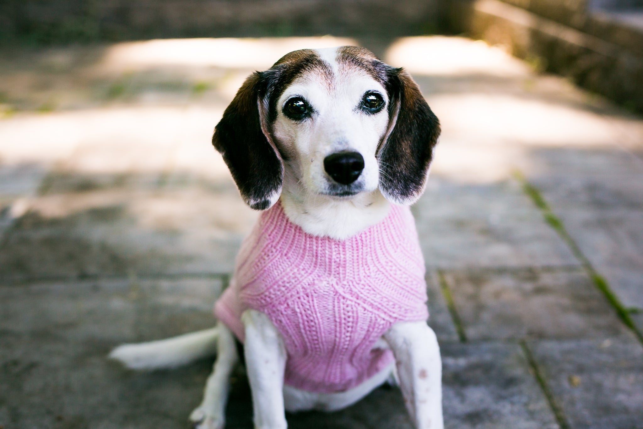 great dane sweaters for dogs