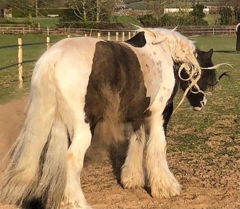 Dusty cob