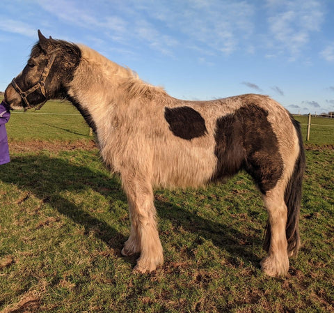 Muddy pony