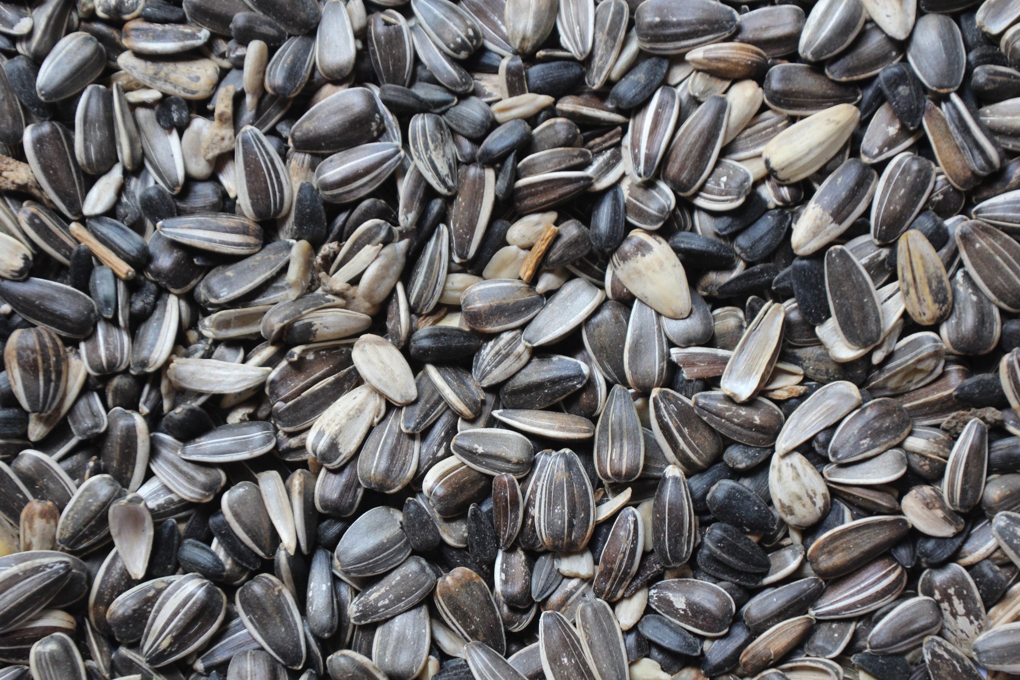 large striped sunflower seeds