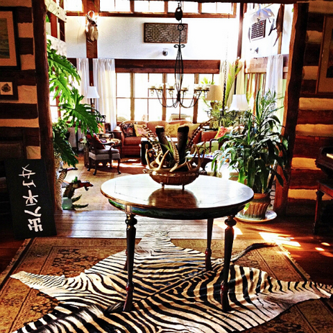 Real zebra skin rug entryway