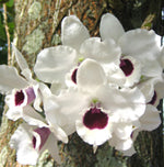 Growing Orchids Made Easy