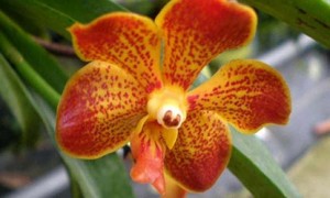 Orchid Vanda Care