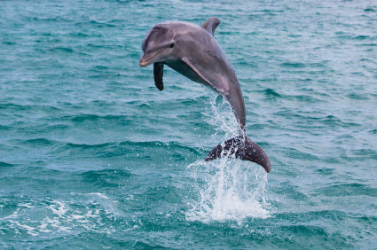 Swimming With Dolphins May Be Hazardous To Their Health