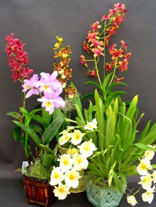The Secret of growing orchid plants