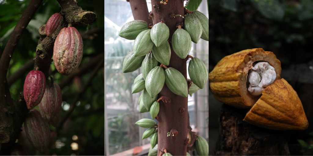 YES Cacao  VARIETY Botanical Chocolate®