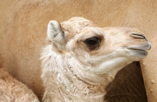 Camel Milk Beauty Superfood for Anti-aging benefits