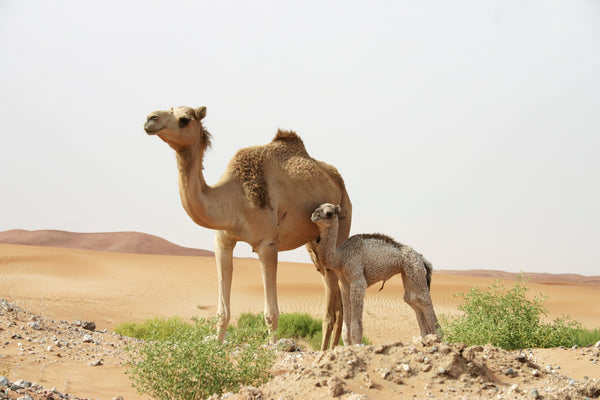 Camel Milk Skincare and Beauty Products