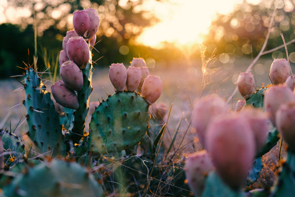 Prickly Pear Seed Cactus Oil for Pregnancy and Fertility