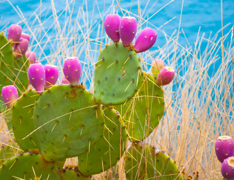 Prickly Pear Seed Cactus Oil