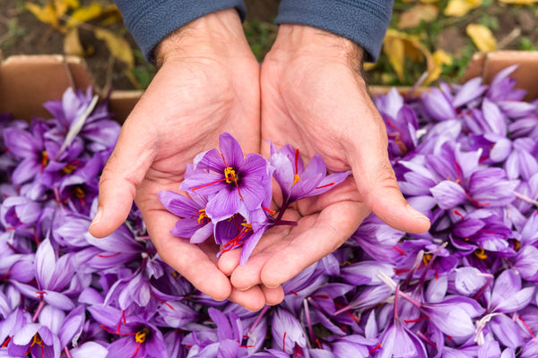 Saffron for Beauty and Health