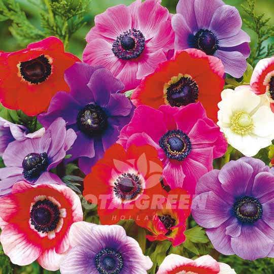 Anemones De Caen Mixed Windflower - Spring Flowering - TotalGreen Holland