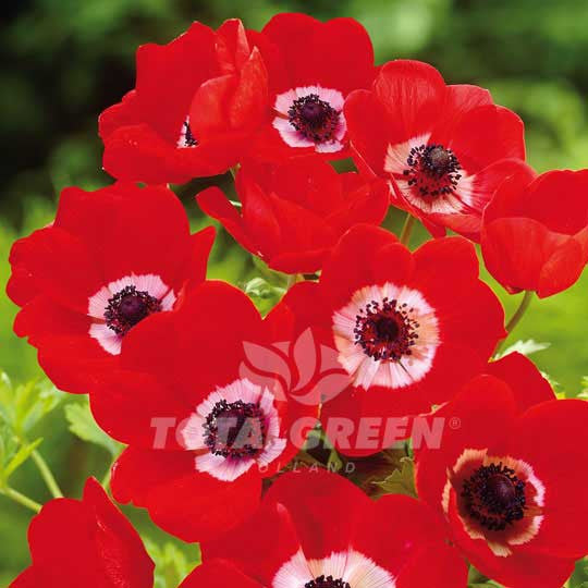 Anemones De Caen Hollandia Windflower - Summer Flowering - TotalGreen  Holland